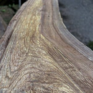 Scots Elm Shelf — 22 × 180–240 × 890mm