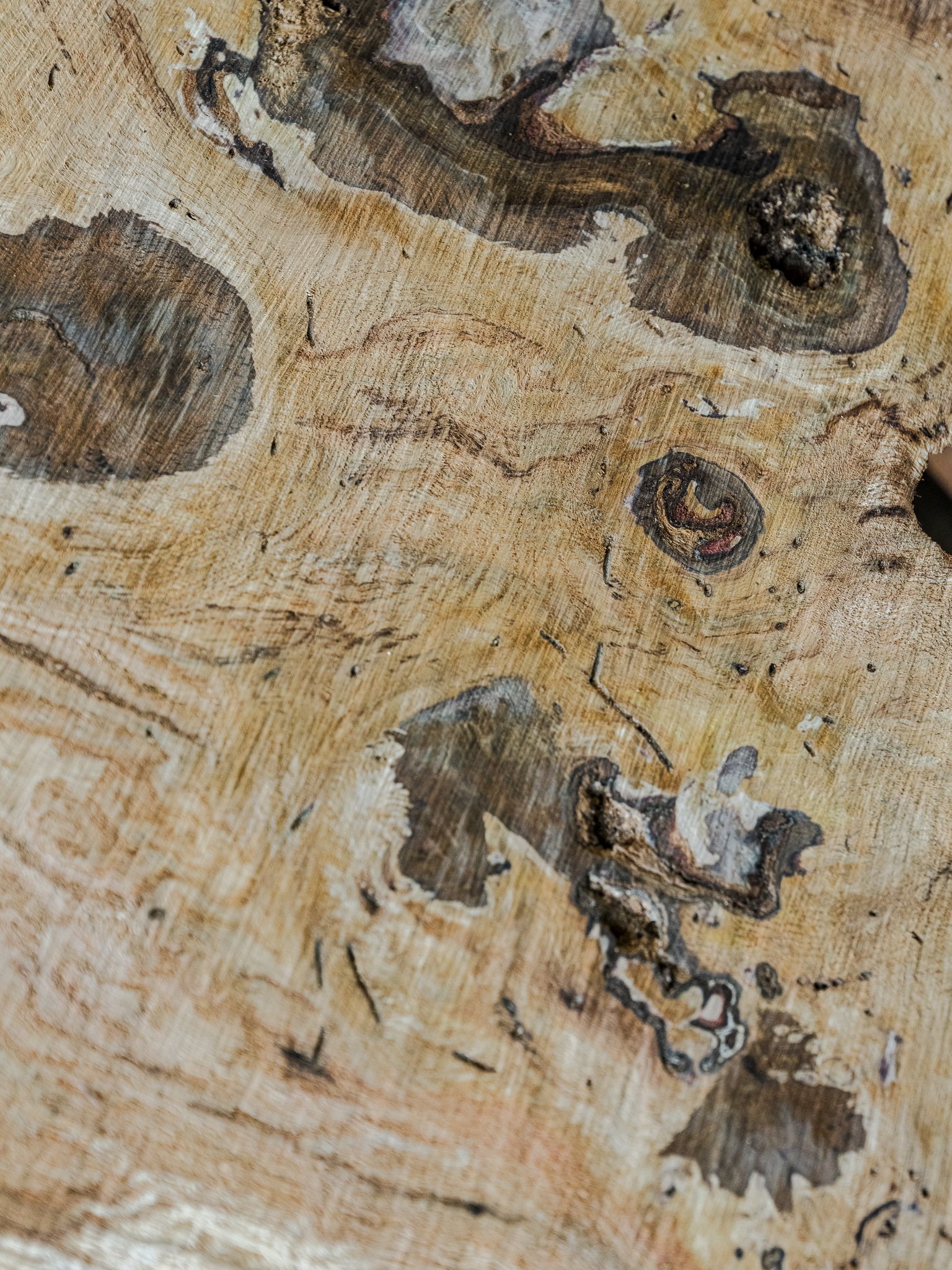 Oak Stumps & Character Roots - Image 6