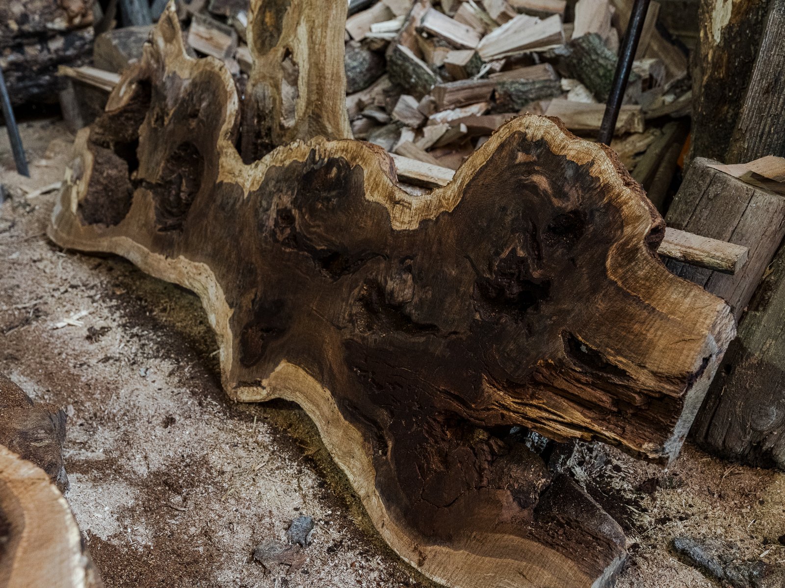 Oak Stumps & Character Roots - Image 4