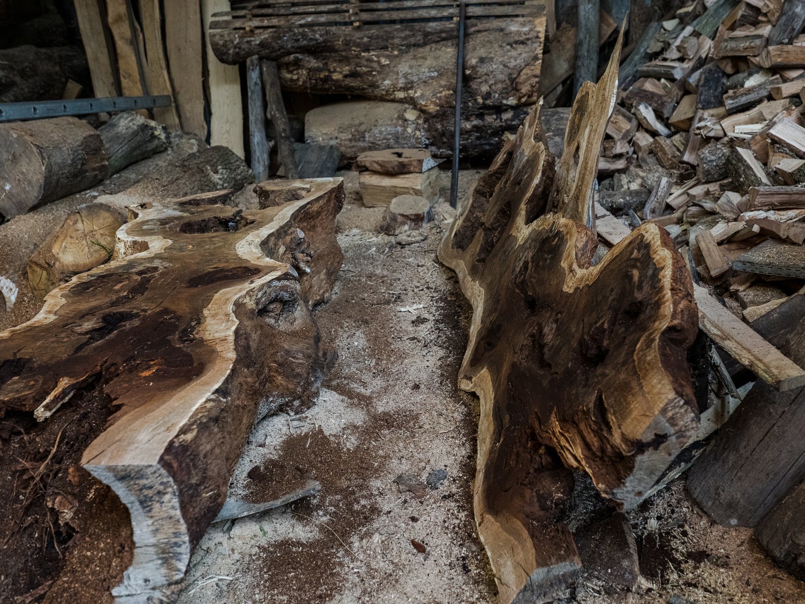 Oak Stumps & Character Roots - Image 5