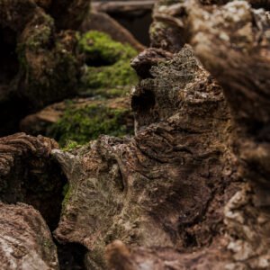 Oak Stumps & Character Roots