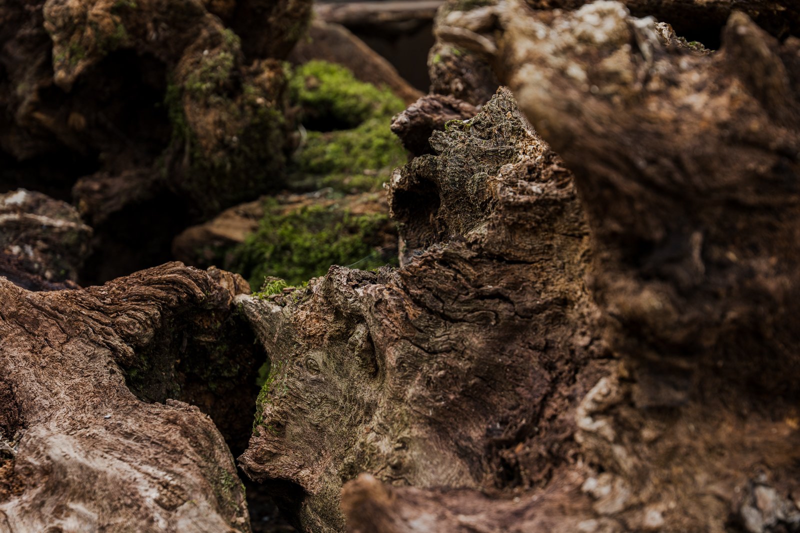 Oak Stumps & Character Roots