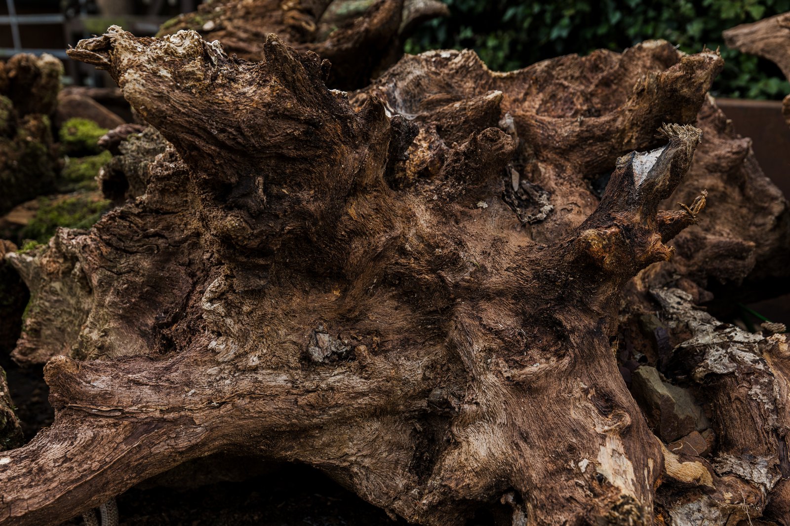 Oak Stumps & Character Roots - Image 2