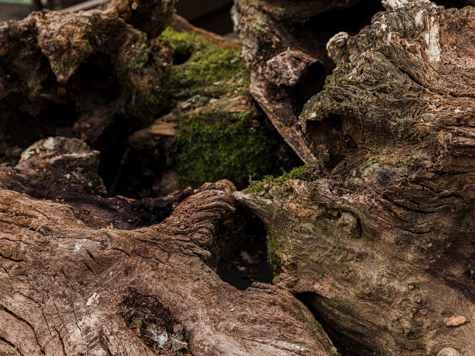 Oak Stumps & Character Roots - Image 3